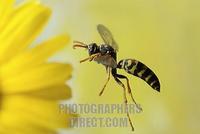 Paper Wasp ( Polistes gallicus ) stock photo