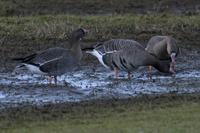 Lesser white-fronted Goose