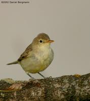 Icterine Warbler Hippolais icterina