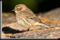 Yellow-rumped Warbler, Lenoir Preserve, NY