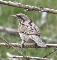 Wryneck (Jynx torquilla) © Phil Farrer