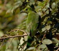 Lesser Green Leafbird Juvenile?
