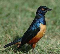 Hildebrandt's Starling p.500