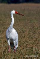 Grue de Sibérie - Grus leucogeranus Siberian White Crane © Dave Behrens