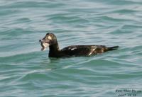 검둥오리사촌(Melanitta fusca)  (White-winged Scoter)