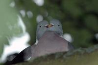 Columba palumbus