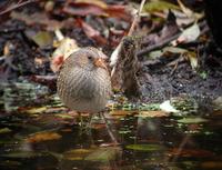 Spotted Crake (Porzana porzana)