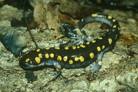 : Ambystoma maculatum; Spotted Salamander