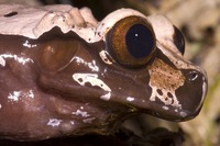 : Anotheca spinosa; Coronated Treefrog