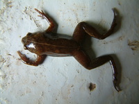 : Chiasmocleis shudikarensis