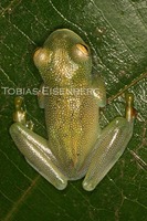 : Cochranella granulosa