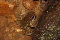 : Colostethus inguinalis