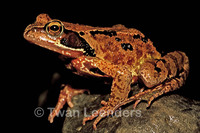 : Rana temporaria; Common Frog