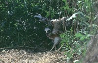 : Circus cyaneus; Northern Harrier