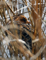 : Coturnicops noveboracensis; Yellow Rail