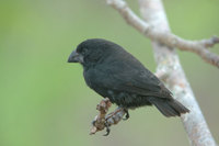 : Geospiza magnirostris; Large Ground Finch