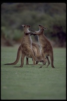 : Macropus fuliginosus ssp. fuliginosus; Kangaroo Island Kangaroo