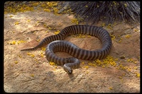 : Aspidites ramsayi; Woma Python