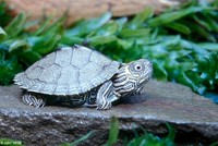 : Graptemys geographica; Map Turtle