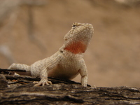 : Microlophus occipitalis female; Capon