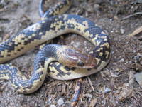 : Oxyrhopus fitzingerii fitzingerii; No Vernacular Name