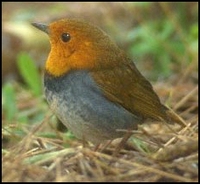 Japanese Robin Erithacus akahige