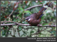 Garrulax sukatschewi Sukatschev's Laughingthrush 黑額山噪鶥 102-026
