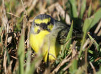 Yellow-fronted Canary