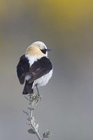 Black-eared Wheatear (Oenanthe hispanica)