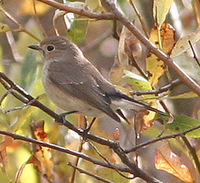 Taiga Flycatcher Ficedula albicilla