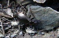 Carabus huangi huangi