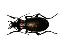 Carabus morbillosus alternans