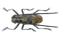 Monochamus galloprovincialis pistor