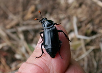 Nicrophorus humator
