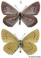 Maculinea telejus - Scarce Large Blue