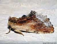 Ptilodon cucullina - Maple Prominent