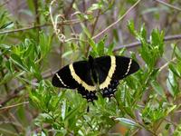 Papilio garamas abderus