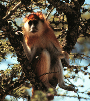 Patas monkey (Erythrocebus patas)