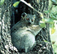 White-footed sportive lemur (Lepilemur leucopus)