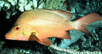 Lutjanus gibbus, Humpback red snapper: fisheries, gamefish, aquarium