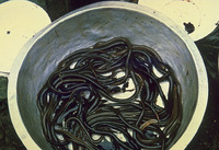 Anguilla japonica, Japanese eel: fisheries, aquaculture