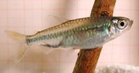 Rhabdalestes septentrionalis, :