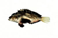 Minous quincarinatus, :