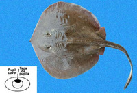 Urotrygon rogersi, Roger's round ray: