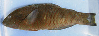 Thalassoma virens, Emerald wrasse: