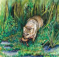 Image of: Cerdocyon thous (crab-eating fox)