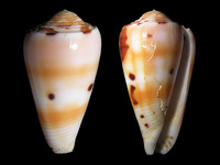 Conus barthelemyi