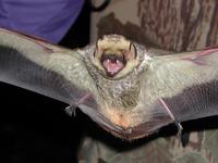 Image of: Lasiurus cinereus (hoary bat)