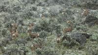 Image of: Odocoileus hemionus (mule deer)