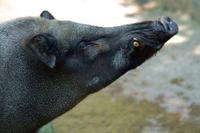 Image of: Sus scrofa (wild boar)
